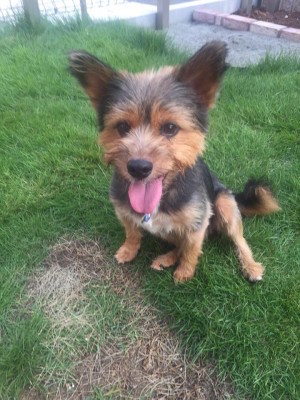 ♡ヨークシャテリア、オーダーページ② ♡ヨークシャテリア、オーダーページ② ♡ヨークシャテリア、オーダー